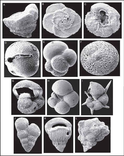 Decoding The Geological History Of Foraminifera Over 500 Million Years