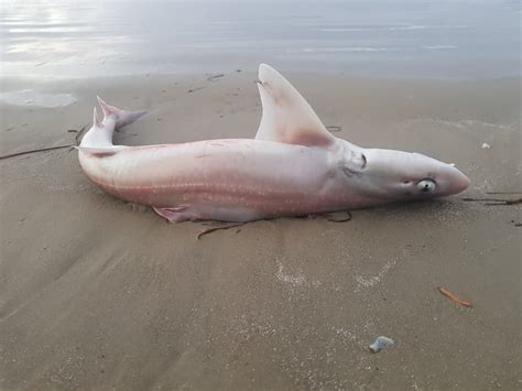 Understanding The Gummy Shark Species Habitat And Behavior Challenges In Southern Australia