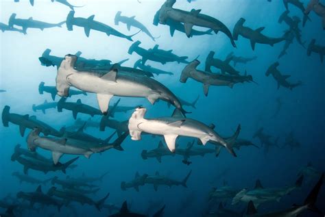 Underrated Hammerhead Shark Group Behaviors You Won't Find In Textbooks