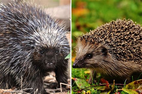 Hedgehog Or Porcupine