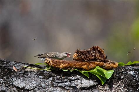 Honeyguide Bird/Badger Partnership: Nature's Odd Duo