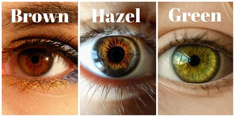 How Are Eyes Hazel? Understanding Brown, Green, And Gold Blends