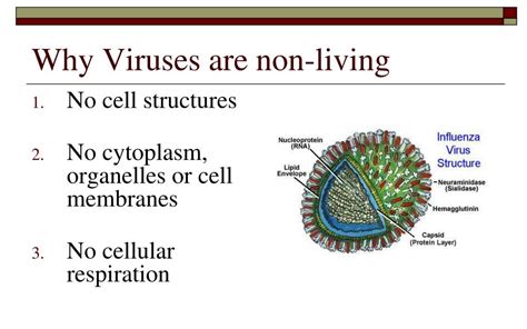 How Are Viruses Non Living And Why It Matters
