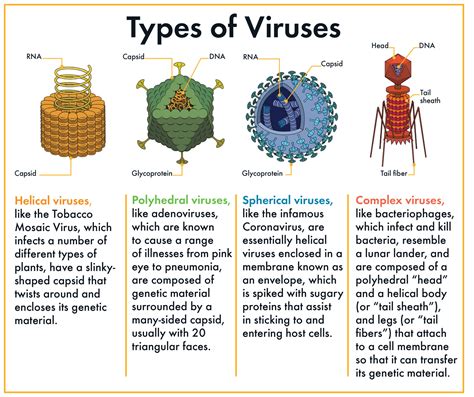 Why Viruses Aren't Actually Cells