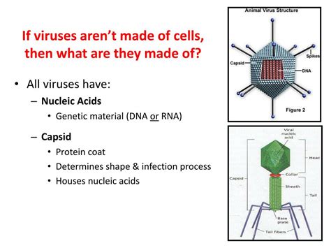 How Are Viruses Not Made Of Cells: A Clear Explanation