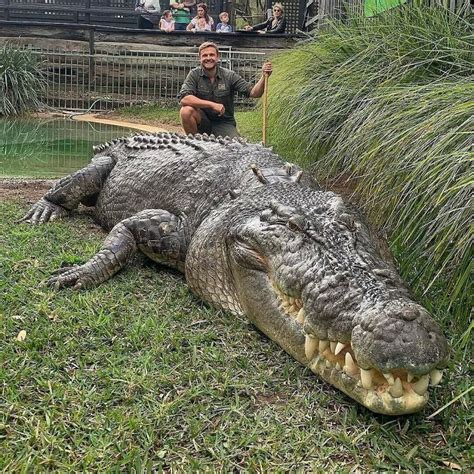 How Big Can Crocodiles Get Reaching Record Sizes Across Species