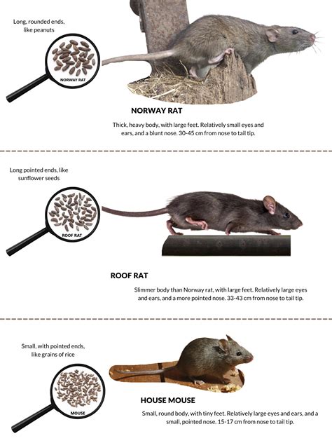 Field Mice Size Vs. Space: How Big Can Field Mice Get