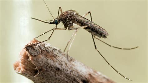 Mosquito Size Myths Verified
