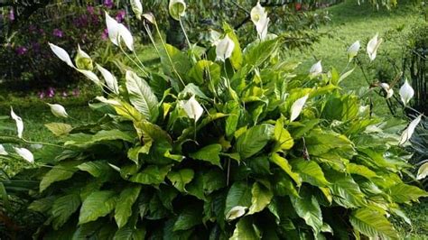 How Big Can Peace Lilies Get? The Real World Size Guide