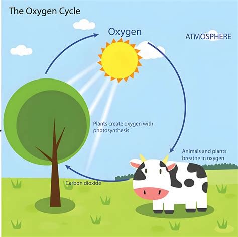 How Animals Depend On Photosynthesis (A Surprising Guide)