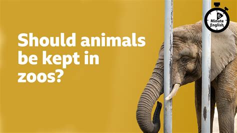 Where Do Zoos Get Their Animals All About Rescues And Breeding Programs