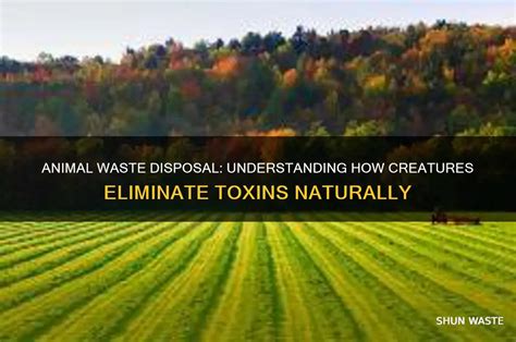 How Do Animals Excrete Waste: From Praying Mantis To Sumo Wrestler