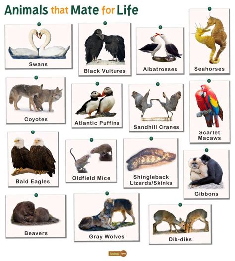 How Animals Find Their Mates In The Wild