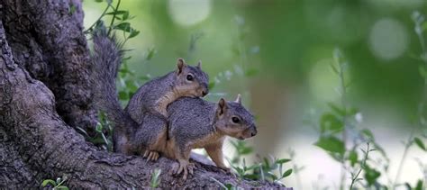 How Do Animals Have Babies In The Wild