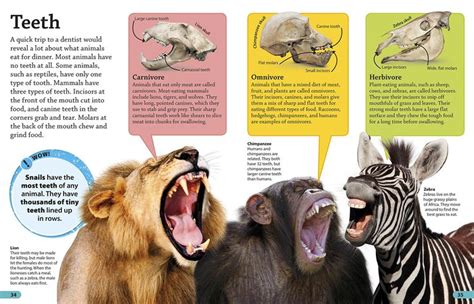How Do Animals Teeth Stay White Naturally