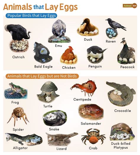 How Do Animals That Lay Eggs Reproduce? A Complete Guide To Oviparity