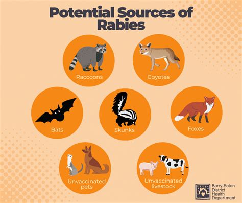 How Animals Transmit Rabies: The Real Secrets Humans Fear