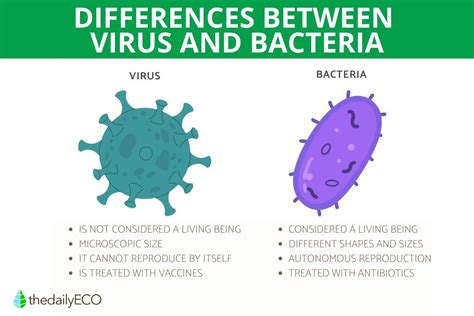How Bacteria And Viruses Actually Differ: A Simple Guide