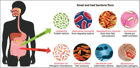 How Bacteria Benefit Humans Inside And Outside The Body