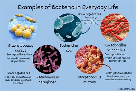 How Do Bacteria Help Us Survive In Nature And Medicine