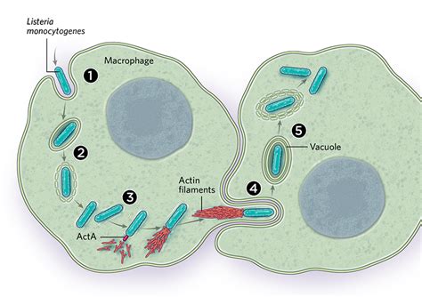 Who Invades First? A Simple Guide On How Bacteria Invade Cells