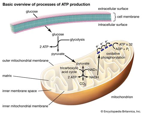 How Bacteria Produce Atp Without Mitochondria: The Cellular Flex