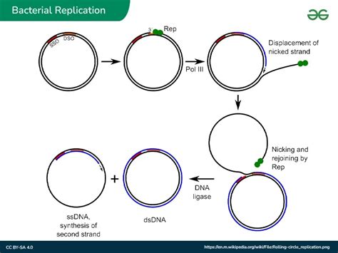 How Do Bacteria Replicate: Understanding The Cell Division Process