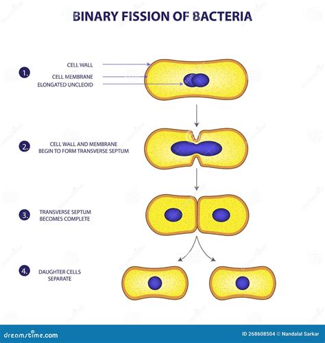 How Bacteria Undergo Binary Fission: Step By Step Guide