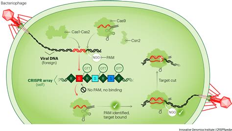 How Bacteria Use Crispr To Fight Viral Infections