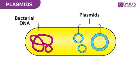 What Are Plasmids And How Bacteria Use Them