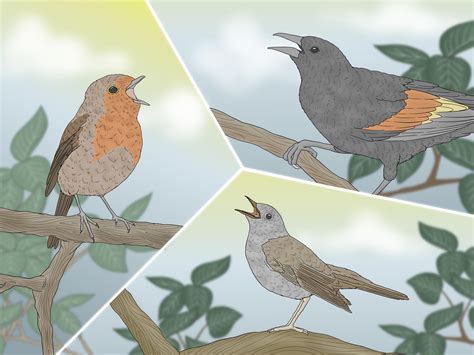 Exploring How Birds Chirp: A Beginner’s Guide To Sound