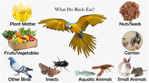 How Do Birds Eat Without Teeth: A Species Guide