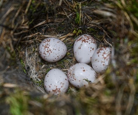 How Do Birds Eggs Get Fertilized: A Complete Breakdown