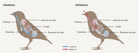 The Simple Way Birds Exhale: Stop Guessing The Mechanics