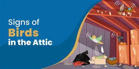 How Do Birds Get In The Attic And How To Handle Them