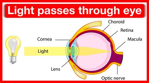 How Eyes Detect Light: A Simple Guide To Human Vision