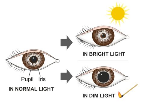 How Do Eyes React To Different Light Levels