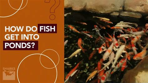 How Fish Appear In New Ponds: A Quick Guide
