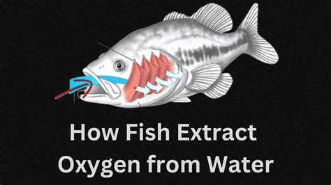 How Do Fish Extract Oxygen From Water: A Simple Guide