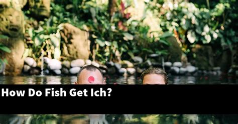 How Do Fish Get Ich Clearing Up The Spread