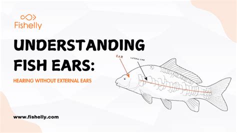 How New Research Reveals How Do Fish Hear Without Ears
