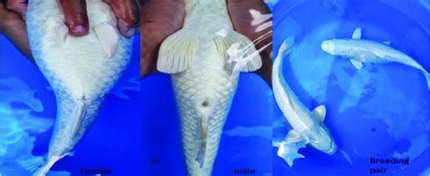 Weird Reasons: How Do Fish Intimate In The Wild