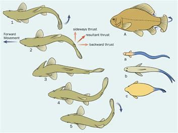 How Fish Move In Water: The Science Behind Their Movement