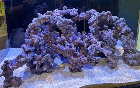 How Fish Use The Reef: The Architecture Behind Busy Reef Life
