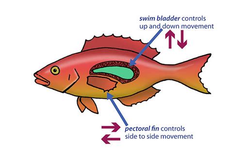 How Do Fish Use Their Swim Bladder For Buoyancy