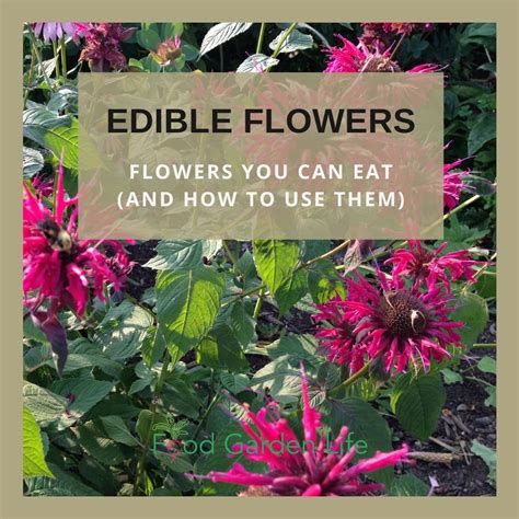 How Flowers Eat: Surprising Plant Nutrition