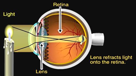 How Do Human Eyes Reflect Light: Science Explained
