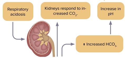 How Lungs Compensate For Metabolic Acidosis: A Clear Breakdown