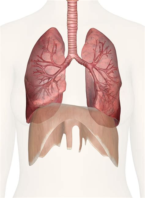 Anatomy 101: How Do Lungs Look Like