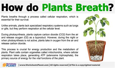 How Do Plants Breathe For Class 2: A Simple Easy Guide